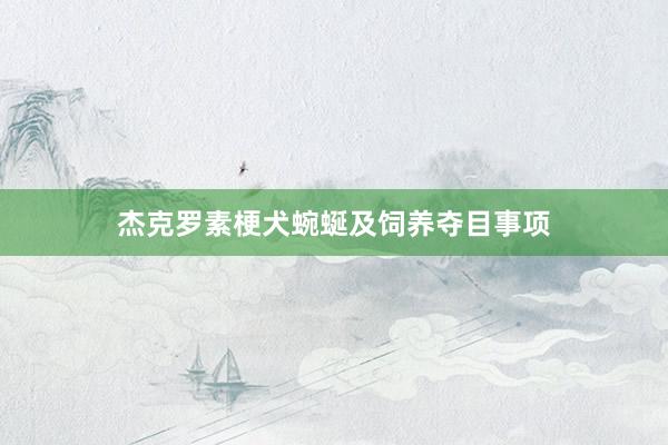 杰克罗素梗犬蜿蜒及饲养夺目事项